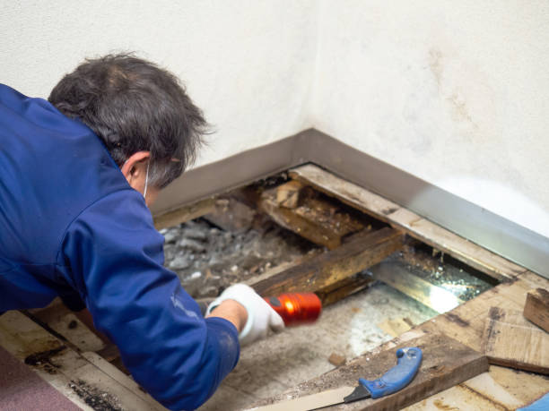 Best Same-Day Mold Removal  in Drumright, OK