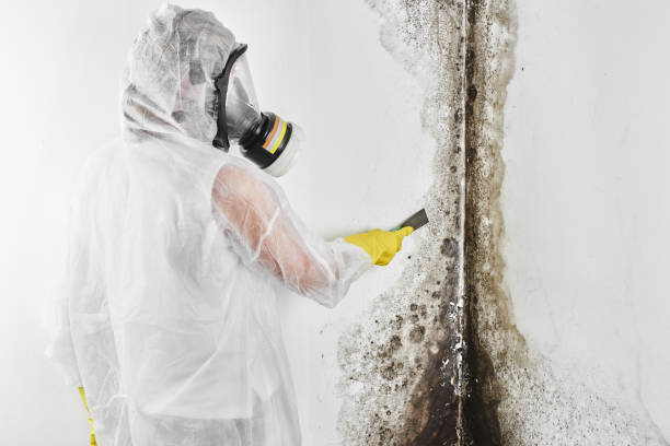 Best Mold Remediation  in Drumright, OK
