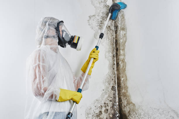Best Mold Removal Company Near Me  in Drumright, OK