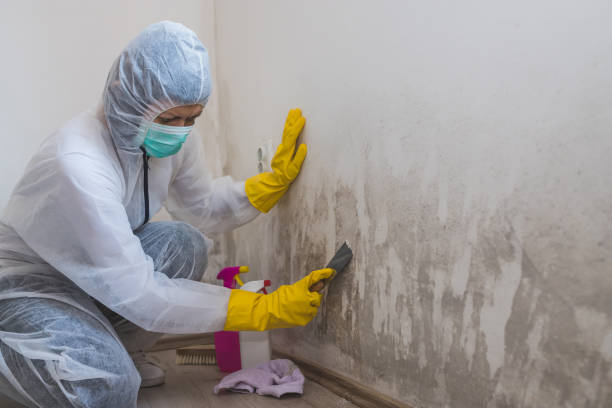 Best Home Mold Removal  in Drumright, OK