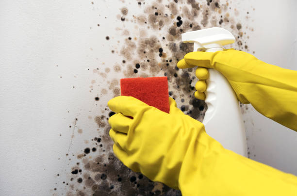 Best Mold Damage Repair  in Drumright, OK