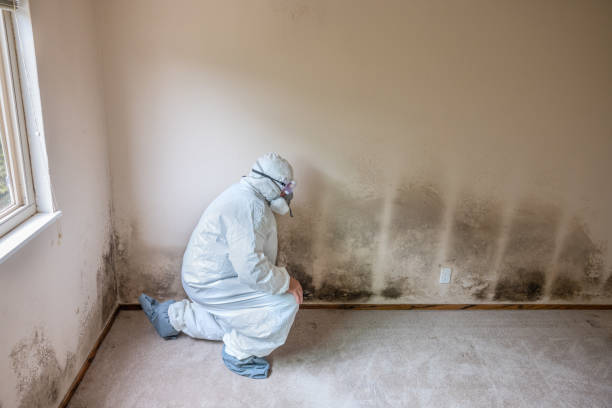 Mold Removal and Inspection in Drumright, OK