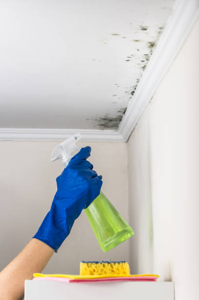Best Mold Remediation  in Drumright, OK