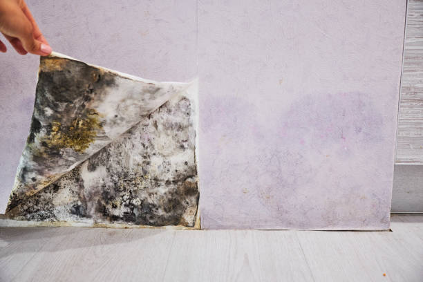 Best Fast Mold Removal  in Drumright, OK